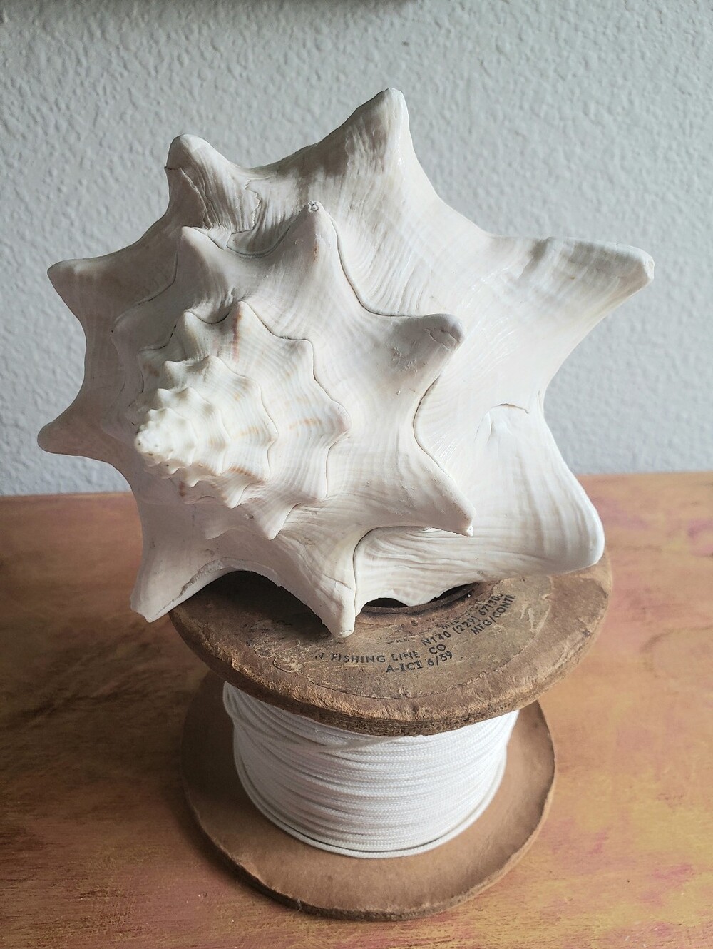 Heavy Whelk  And Vintage Fishing Line On Spool dating 1959